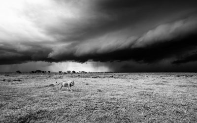 Storm in the Serengeti