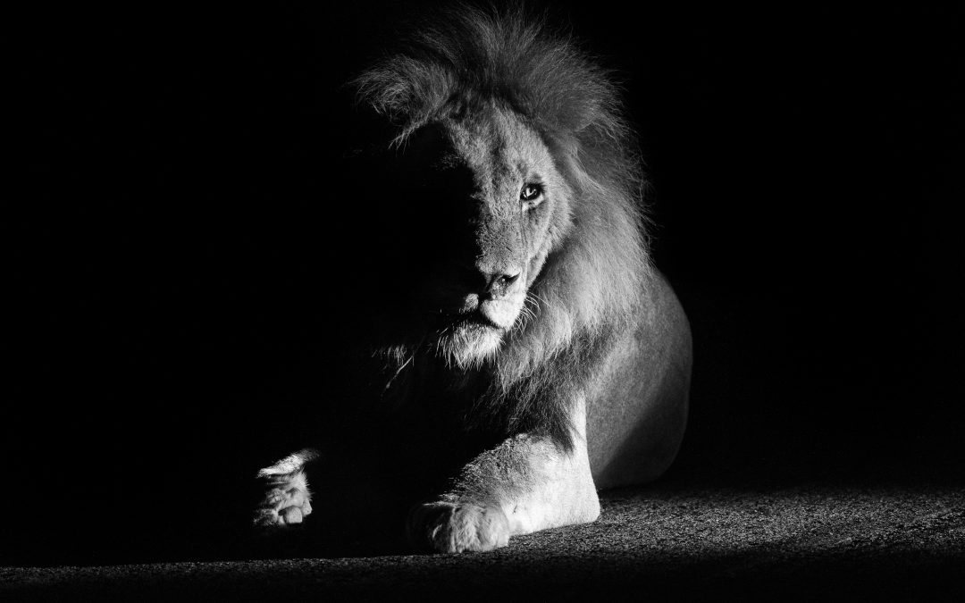 The Lion in Londolozi