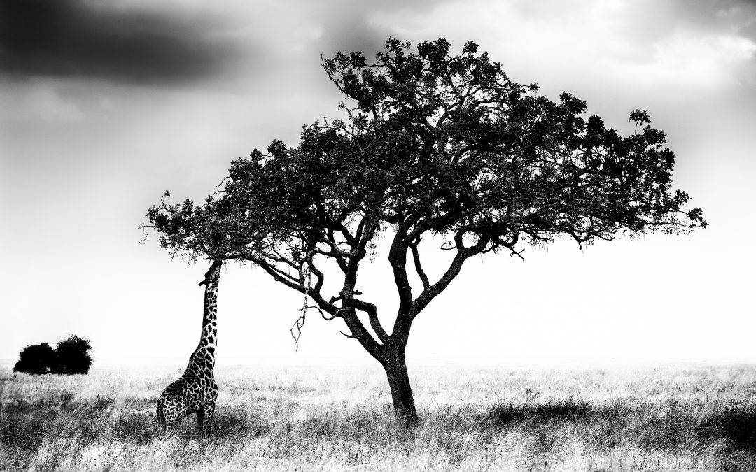 Trees of the Serengeti