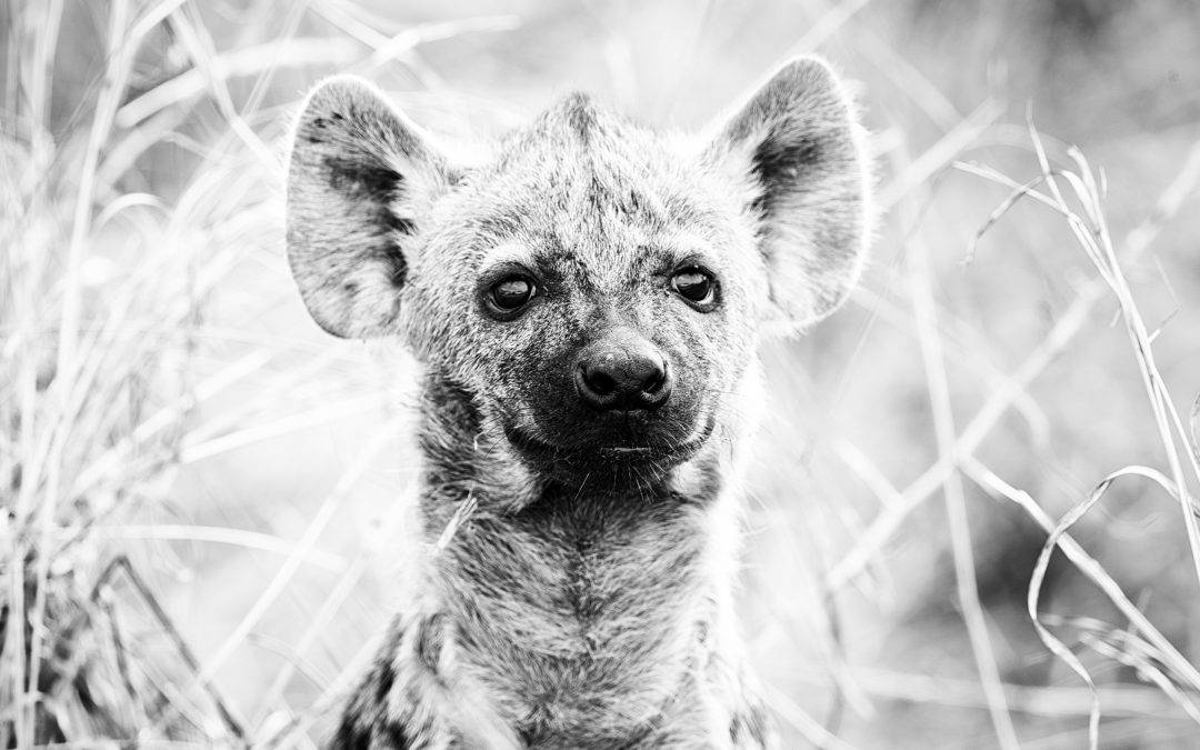 Curious Hyenas